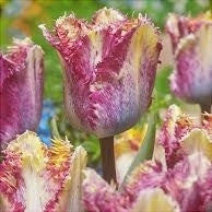 Bulbi de Lalele "Colour Fusion", 5 Bucati