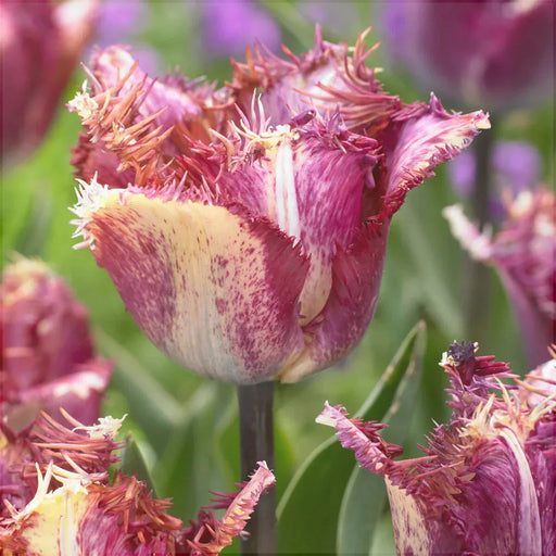 Bulbi de Lalele "Colour Fusion", 5 Bucati