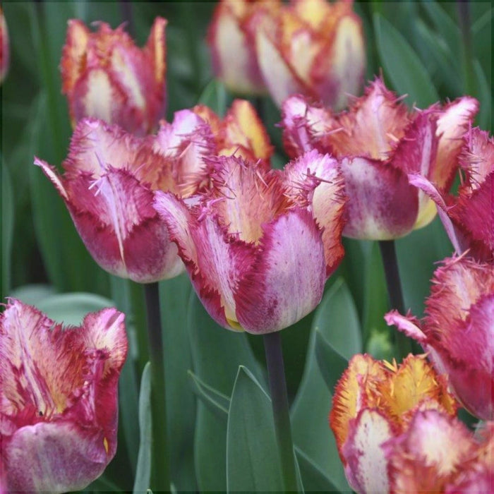 Bulbi de Lalele "Colour Fusion", 5 Bucati