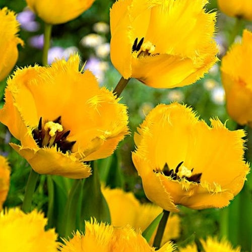 Bulbi de Lalele "Crystal Star", 5 Bucati