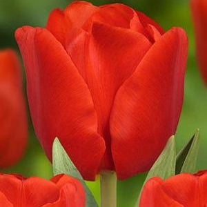 Bulbi de Lalele "Escape", 5 Bucati