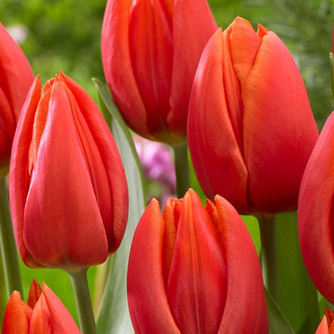 Bulbi de Lalele "Escape", 5 Bucati