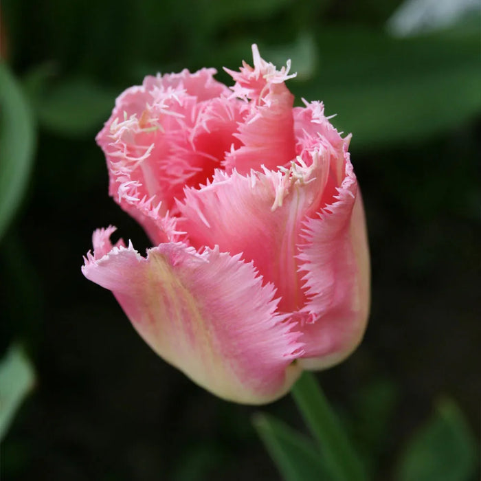 Bulbi de Lalele "Fancy Frills", 5 Bucati