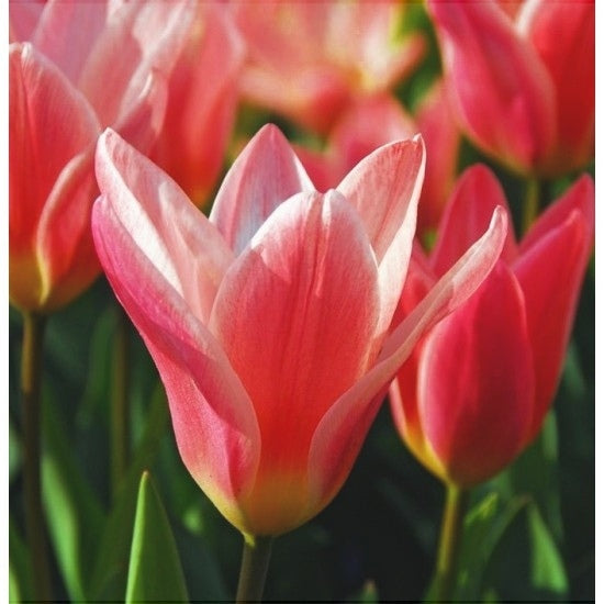 Bulbi de Lalele "Fashion", 5 Bucati