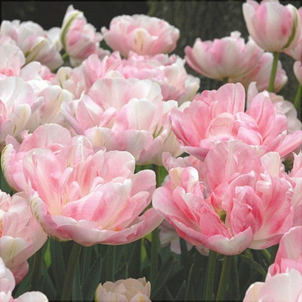 Bulbi de Lalele "Finola", 5 Bucati