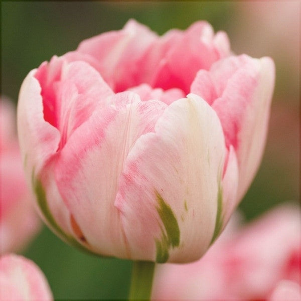 Bulbi de Lalele "Finola", 5 Bucati