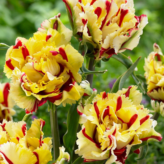 Bulbi de Lalele "Flaming Parrot", 5 Bucati