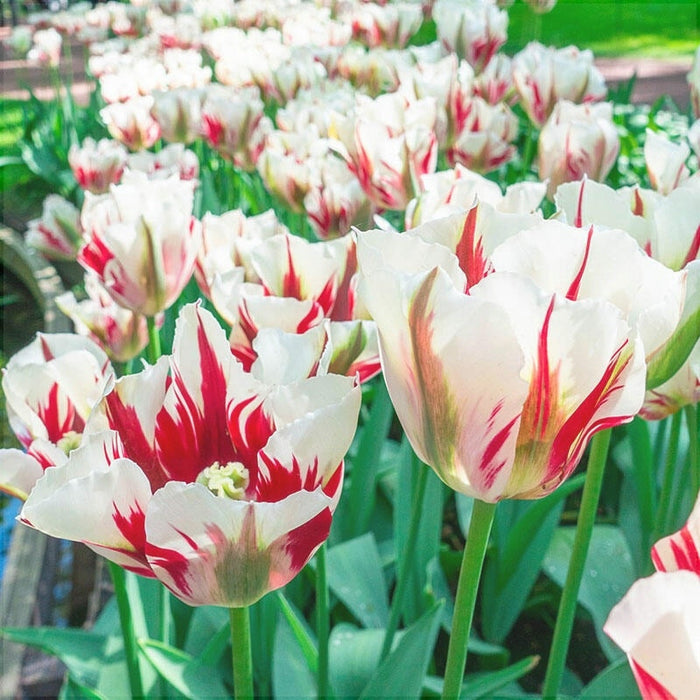 Bulbi de Lalele "Flaming Spring Green", 5 Bucati