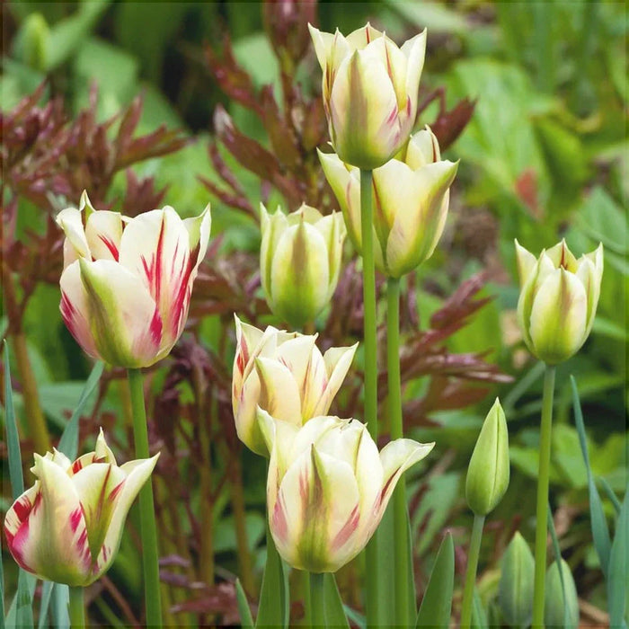 Bulbi de Lalele "Flaming Spring Green", 5 Bucati