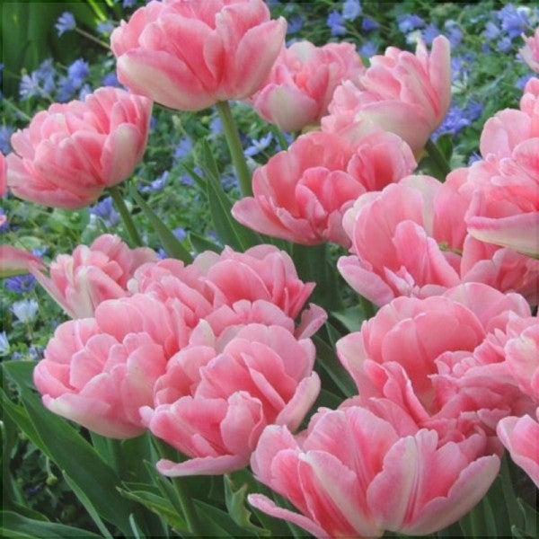 Bulbi de Lalele "Foxtrot", 5 Bucati