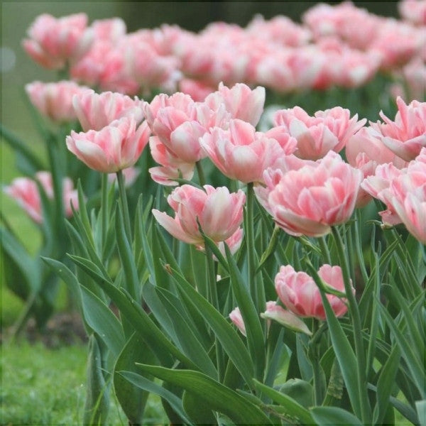 Bulbi de Lalele "Foxtrot", 5 Bucati