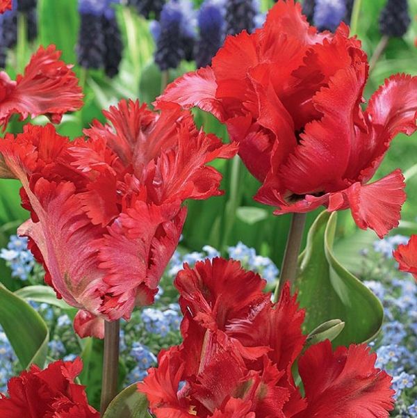 Bulbi de Lalele "Garden Fire", 5 Bucati