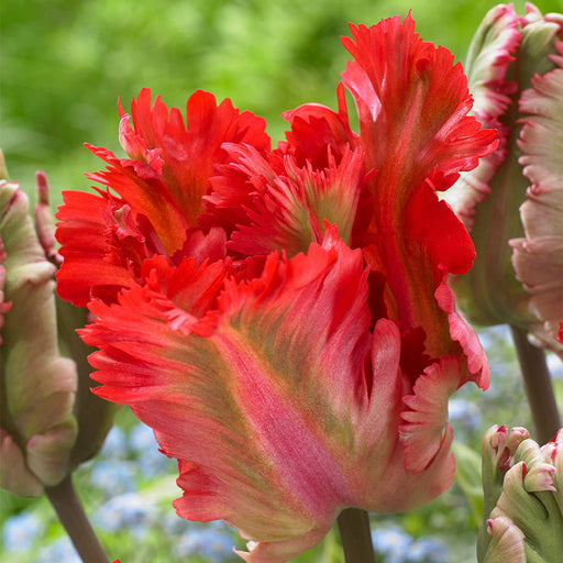 Bulbi de Lalele "Garden Fire", 5 Bucati