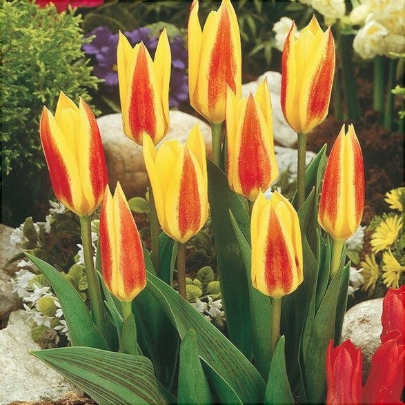 Bulbi de Lalele "Giuseppe Verdi", 5 Bucati