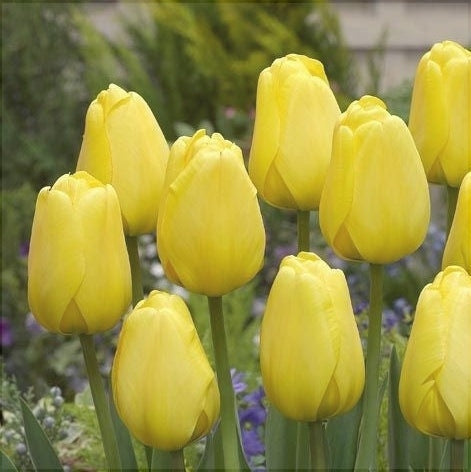 Bulbi de Lalele "Golden Parade", 5 Bucati