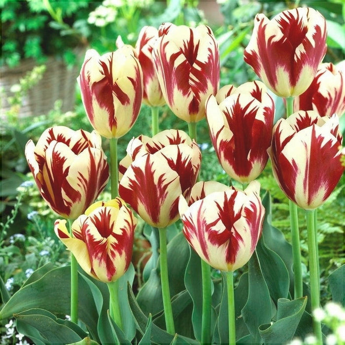 Bulbi de Lalele "Grand Perfection", 5 Bucati