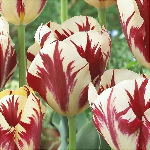 Bulbi de Lalele "Grand Perfection", 5 Bucati