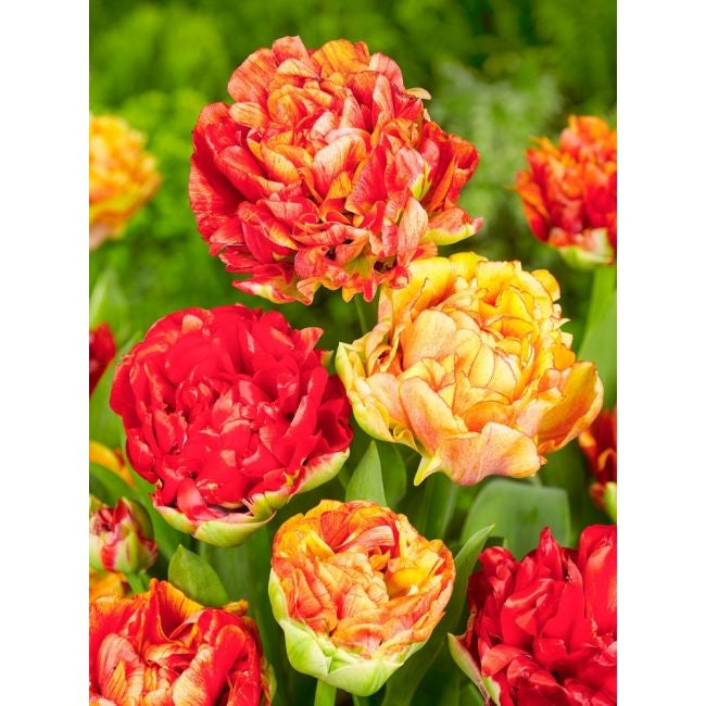 Bulbi de Lalele "Gudoshnik Double", 5 Bucati