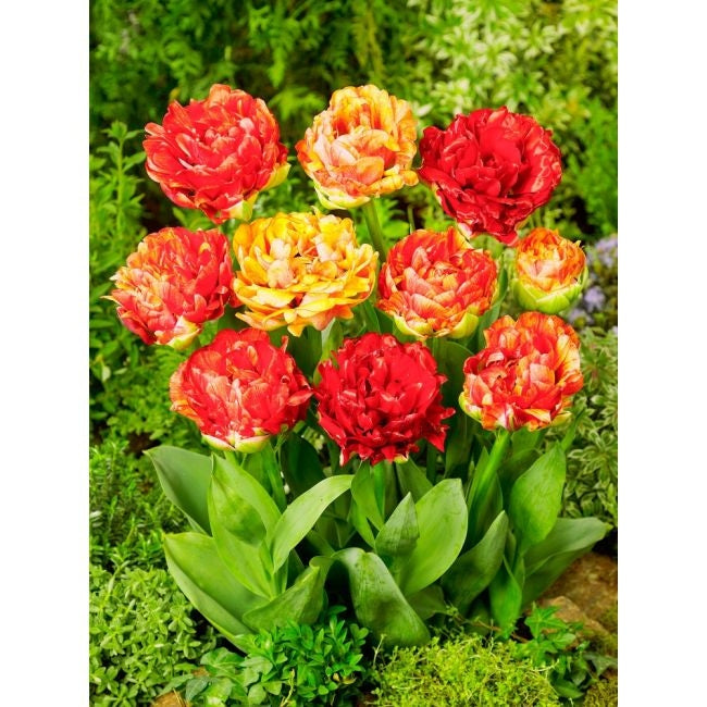 Bulbi de Lalele "Gudoshnik Double", 5 Bucati