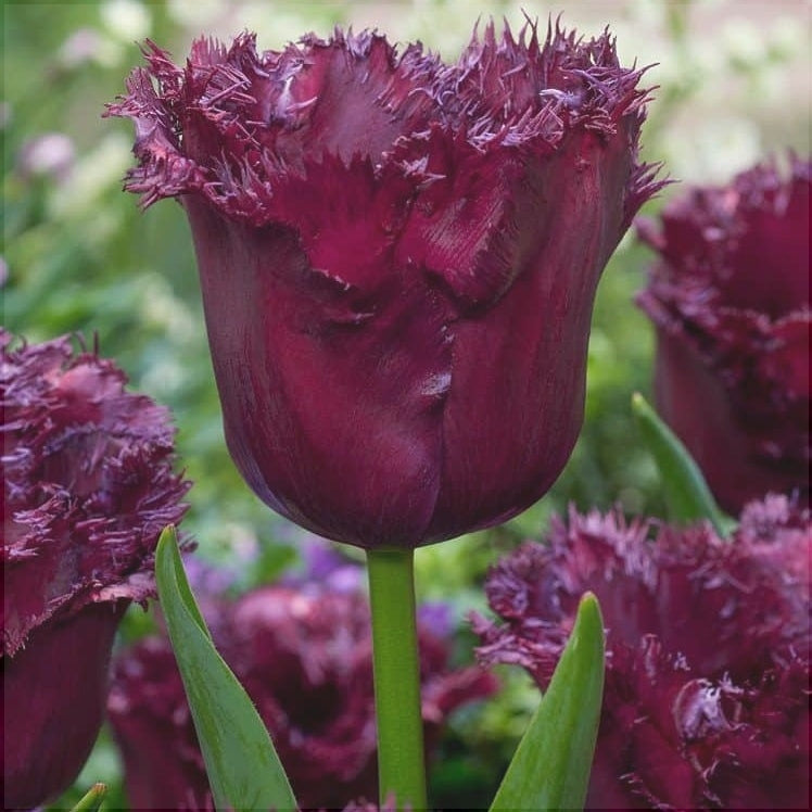 Bulbi de Lalele "Labrador", 5 Bucati