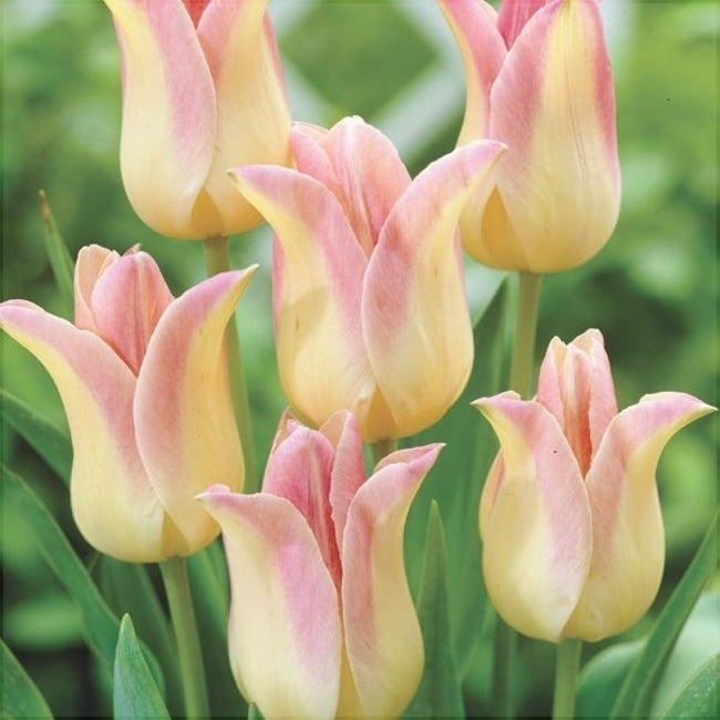 Bulbi de Lalele "Miss Elegance", 5 Bucati