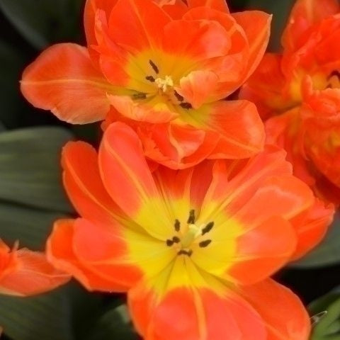 Bulbi de Lalele "Monte Orange", 5 Bucati