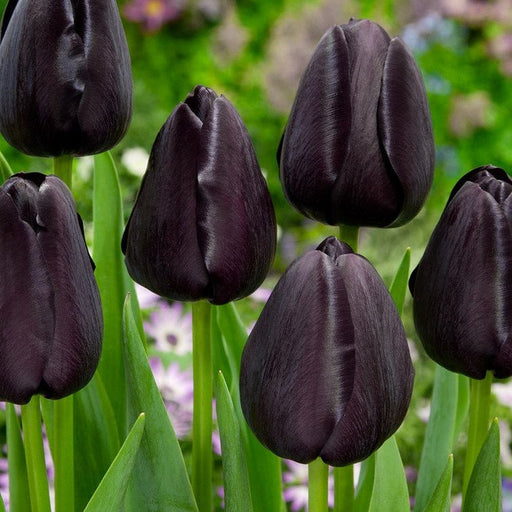 Bulbi de Lalele "Queen of Night", 5 Bucati