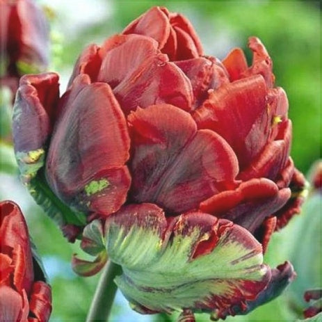 Bulbi de Lalele "Rococo Double", 5 Bucati