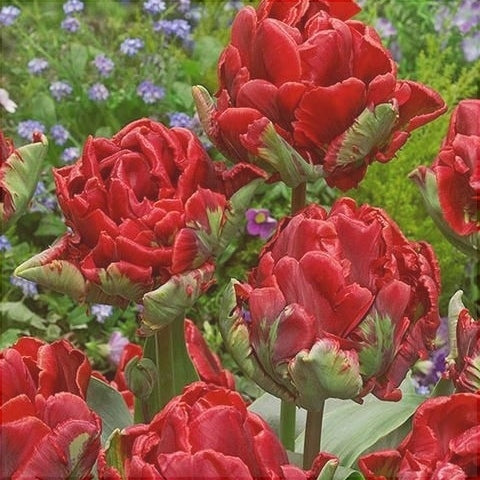 Bulbi de Lalele "Rococo Double", 5 Bucati