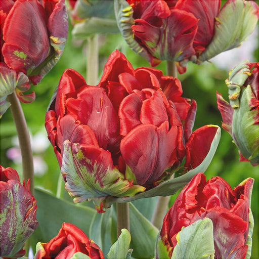 Bulbi de Lalele "Rococo Double", 5 Bucati