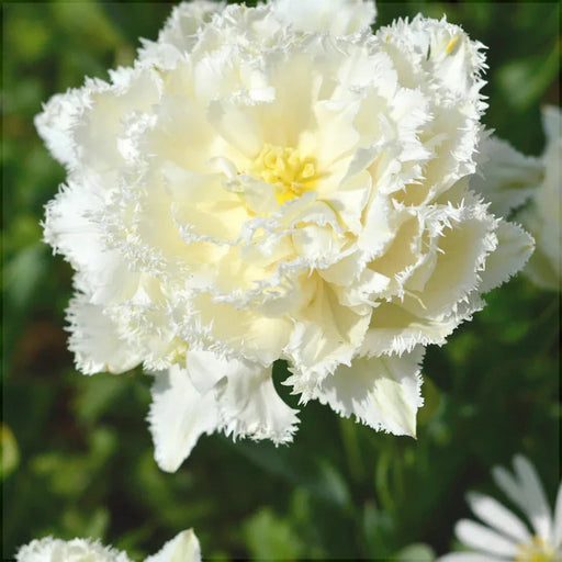 Bulbi de Lalele "Snow Crystal", 5 Bucati