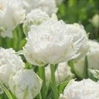 Bulbi de Lalele "Snow Crystal", 5 Bucati