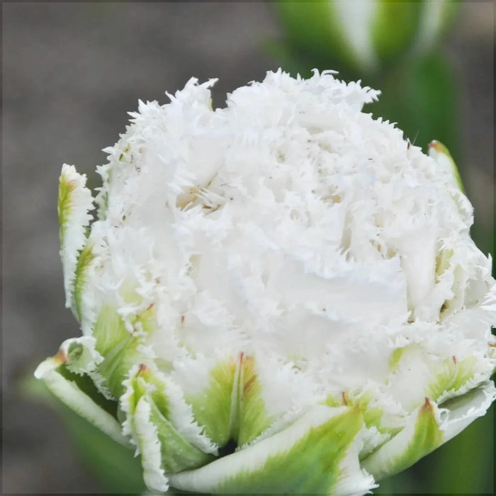 Bulbi de Lalele "Snow Crystal", 5 Bucati