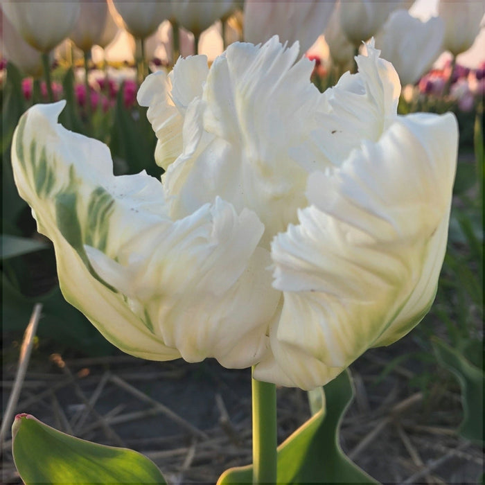 Bulbi de Lalele "White Parrot", 5 Bucati