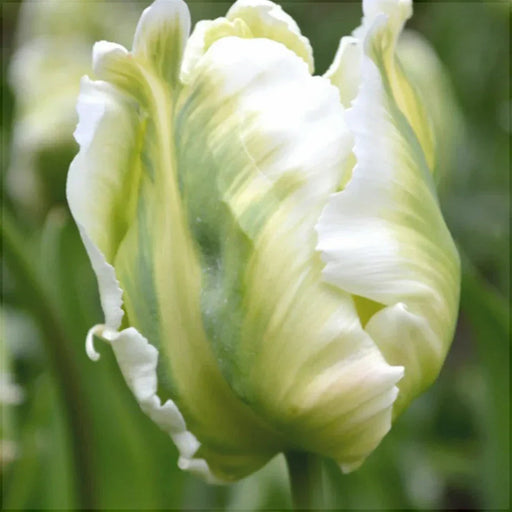 Bulbi de Lalele "White Parrot", 5 Bucati