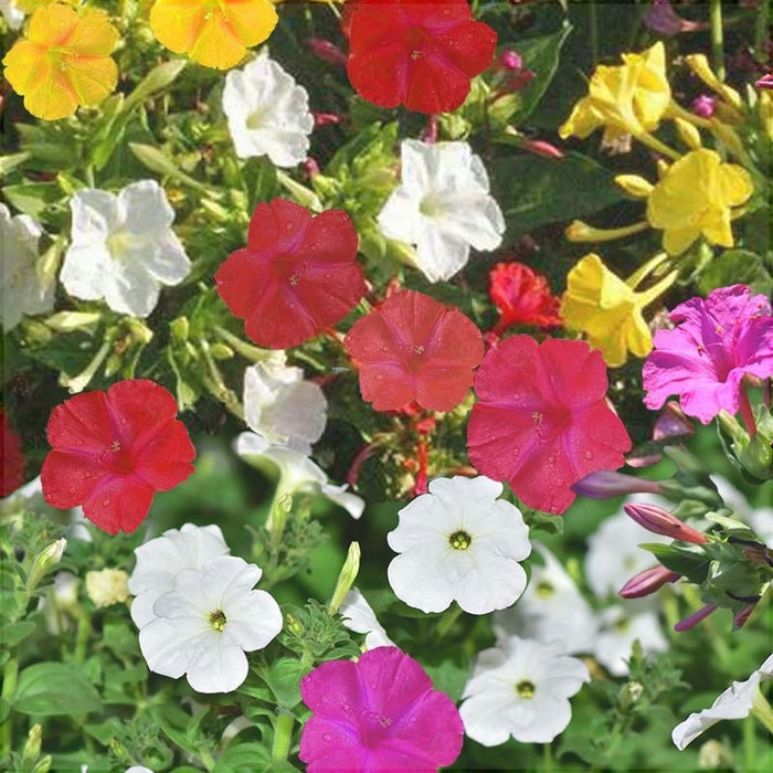 Mirabilis Jalapa Mixt , la ghiveci , 3 bucati