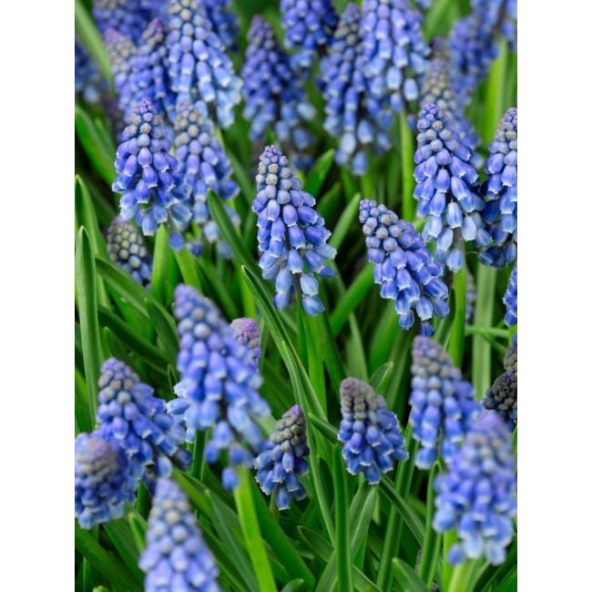 Bulbi de Muscari "Armeniacum", 5 Bucati