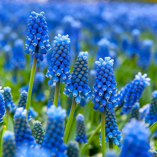 Bulbi de Muscari "Armeniacum", 5 Bucati
