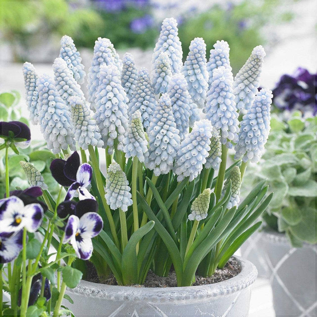 Bulbi-de-Muscari-Baby-s-Breath-5-Bucati-3 - Pepiniera României