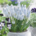 Bulbi-de-Muscari-Baby-s-Breath-5-Bucati-3 - Pepiniera României
