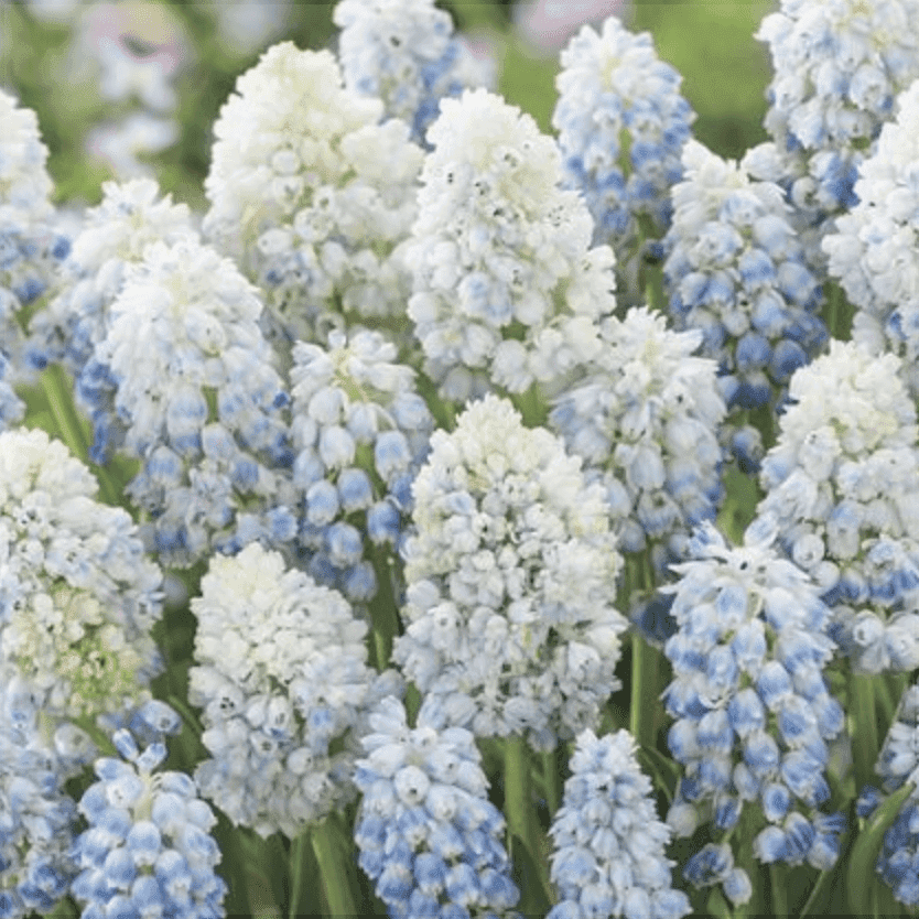 Bulbi-de-Muscari-Baby-s-Breath-5-Bucati-3 - Pepiniera României