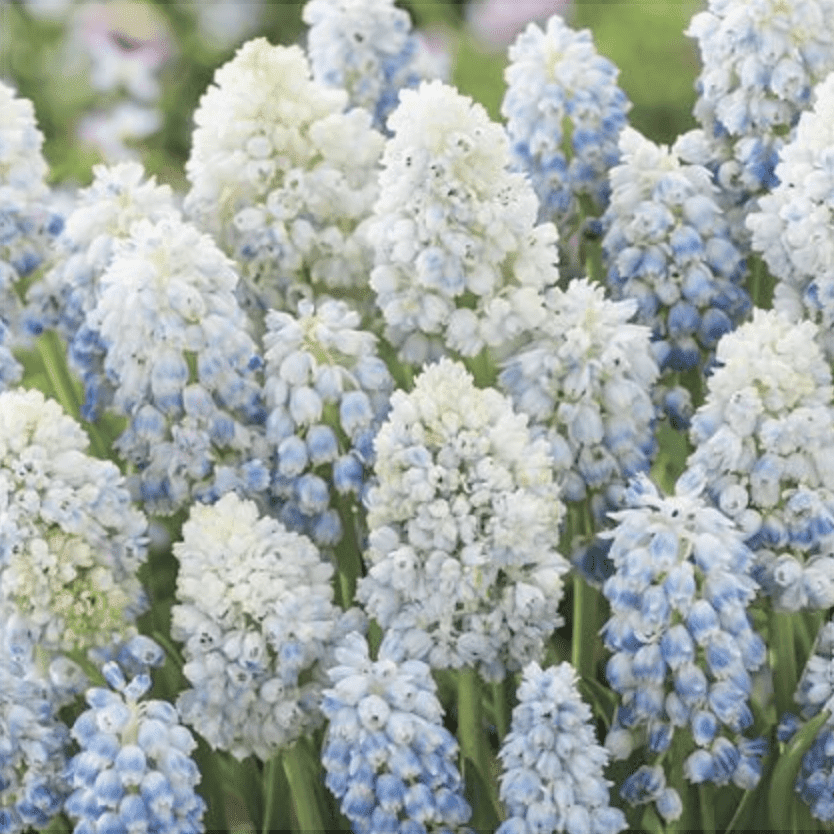 Bulbi de Muscari "Baby's Breath", 5 Bucăți