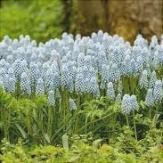 Bulbi de Muscari "Baby's Breath", 5 Bucati