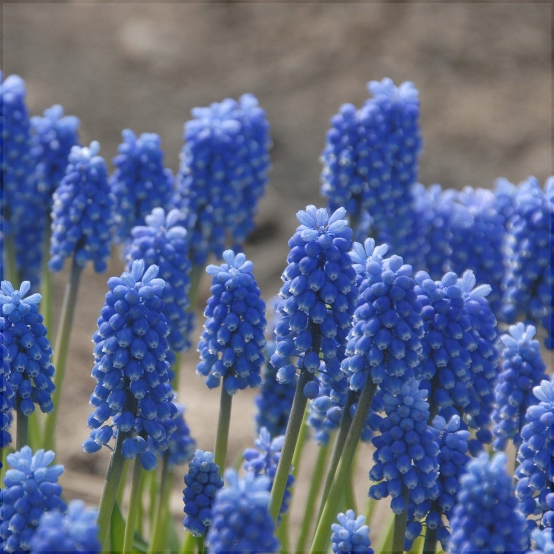 Bulbi de Muscari "Blue Magic", 5 Bucăți