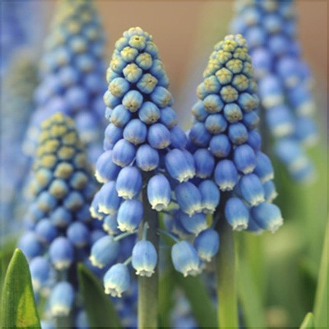 Bulbi de Muscari "Blue Magic", 5 Bucăți