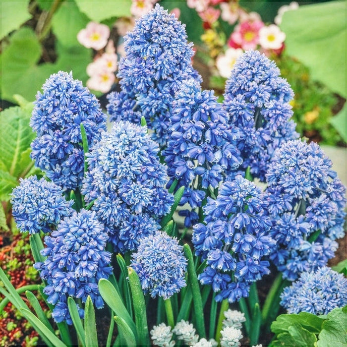 Bulbi de Muscari "Blue Spike", 5 Bucati