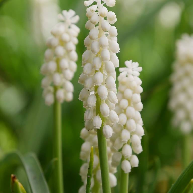 Bulbi de Muscari "Botryoides Album", 5 Bucăți