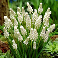 Bulbi-de-Muscari-Botryoides-Album-5-Bucati-6 - Pepiniera României