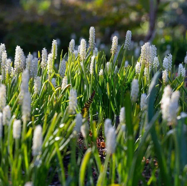 Bulbi de Muscari "Botryoides Album", 5 Bucăți