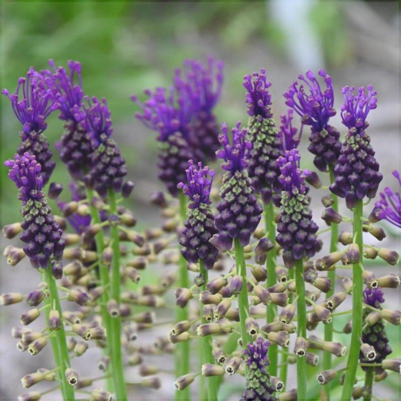 Bulbi de Muscari "Comosum", 5 Bucati